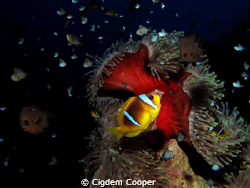 Anemonefish... by Cigdem Cooper 